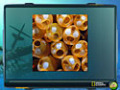 Downloadează gratuit screenshot pentru Nat Geo Adventure: Ghost Fleet 3