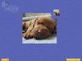 Downloadează gratuit screenshot pentru Super Jigsaw Puppies 3
