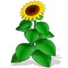 Sunshine Acres game